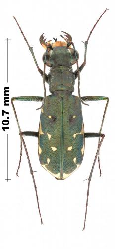 Myriochila melancholica